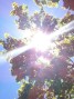 Sunlight through leaves