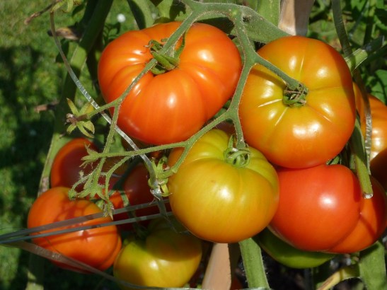 tomatoes-1320421_960_720